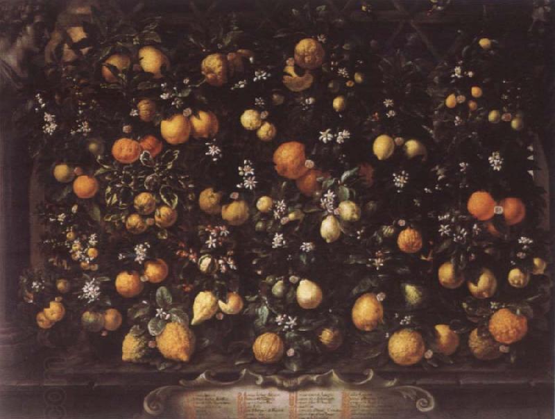 Bartolomeo Bimbi Orange lemon Limetten and Lunien China oil painting art